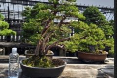 Cherry-Blossom-Bonsai-Ancient-1