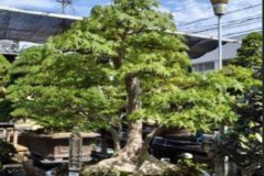 Cherry-Blossom-Bonsai-Ancient-10