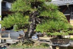 Cherry-Blossom-Bonsai-Ancient-11