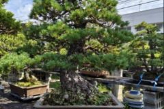 Cherry-Blossom-Bonsai-Ancient-12