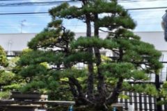 Cherry-Blossom-Bonsai-Ancient-2