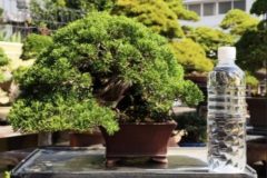 Cherry-Blossom-Bonsai-Ancient-3