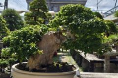 Cherry-Blossom-Bonsai-Ancient-4