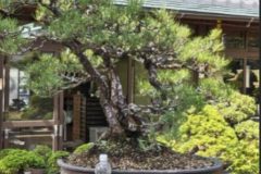 Cherry-Blossom-Bonsai-Ancient-6