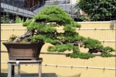 Cherry-Blossom-Bonsai-Ancient-8