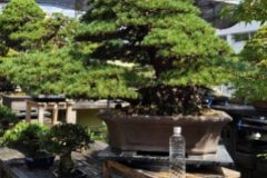 Cherry-Blossom-Bonsai-Ancient-9
