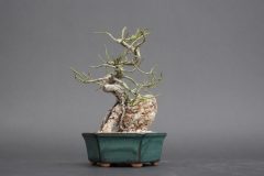 Cherry-Blossom-Bonsai-Dry-1