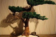 Cherry-Blossom-Bonsai-Dry-11