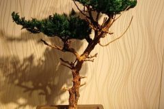 Cherry-Blossom-Bonsai-Dry-12