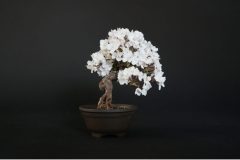 Cherry-Blossom-Bonsai-Dry-2