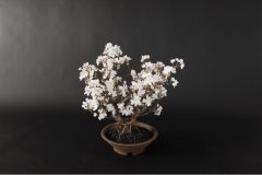 Cherry-Blossom-Bonsai-Dry-3