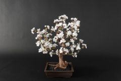 Cherry-Blossom-Bonsai-Dry-4