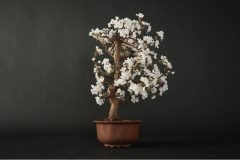Cherry-Blossom-Bonsai-Dry-5