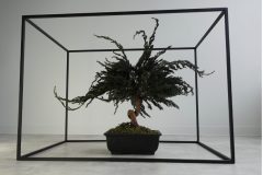 Cherry-Blossom-Bonsai-Dry-6