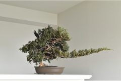 Cherry-Blossom-Bonsai-Dry-8
