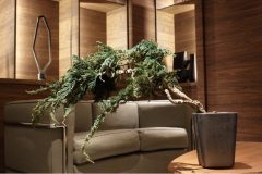 Cherry-Blossom-Bonsai-Dry-9