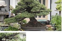 Cherry-Blossom-Bonsai-Medium-1