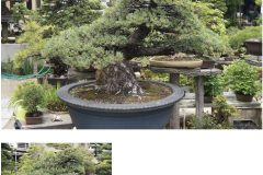 Cherry-Blossom-Bonsai-Medium-2