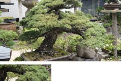 Cherry-Blossom-Bonsai-Medium-3