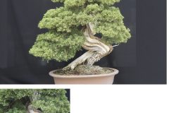 Cherry-Blossom-Bonsai-Medium-4