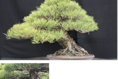 Cherry-Blossom-Bonsai-Medium-5