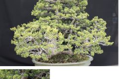 Cherry-Blossom-Bonsai-Medium-6