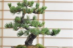 Cherry-Blossom-Bonsai-Young-1
