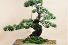 Cherry-Blossom-Bonsai-Young-3