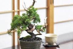 Cherry-Blossom-Bonsai-Young-4