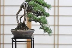 Cherry-Blossom-Bonsai-Young-5