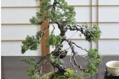 Cherry-Blossom-Bonsai-Young-6