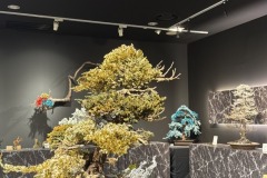 JAPANESE-INDOOR-BONSAIS-2