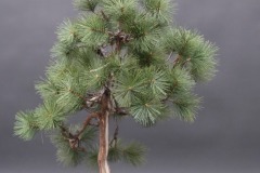 JAPANESE-INDOOR-BONSAIS-3