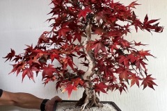 JAPANESE-INDOOR-BONSAIS-4