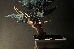 JAPANESE-INDOOR-BONSAIS-6