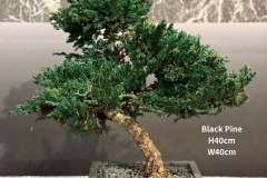 JAPANESE-INDOOR-BONSAIS-7