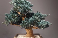 JAPANESE-INDOOR-BONSAIS-8