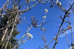 jcbIMG_4230