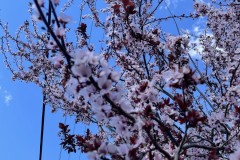 jcbIMG_4233