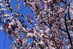 jcbIMG_4235