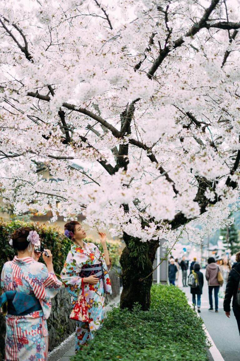 Two women in kimonos admire a cherry blossom tree. One woman is touching the flowers while the other is taking a photo. People walk by on the street in the background.