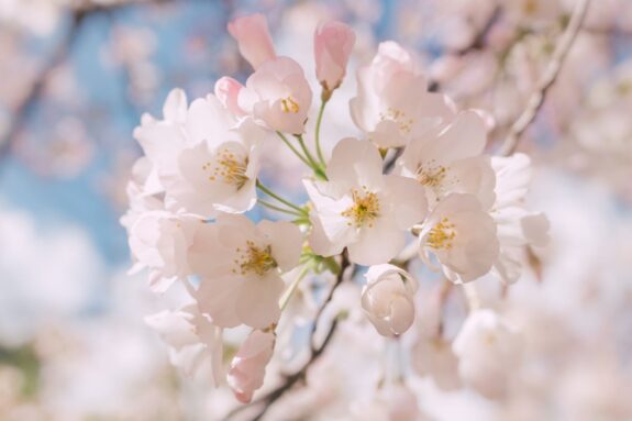 A close-up of a cluster of delicate white and pink cherry blossoms in bloom, with hints of blue sky and more blossoms blurred in the background.