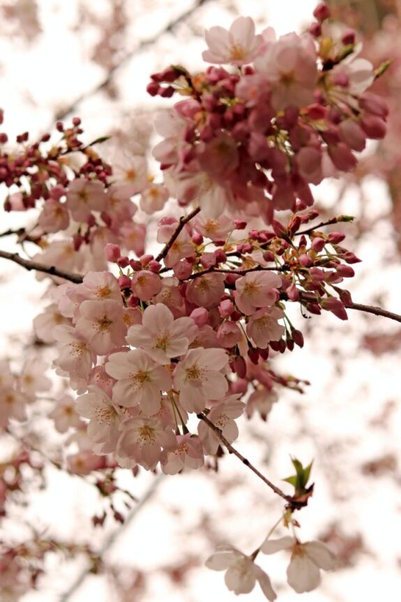 This close-up captures the delicate beauty of cherry blossoms in full bloom, with soft pink petals and intricate details highlighted against a blurred background.
