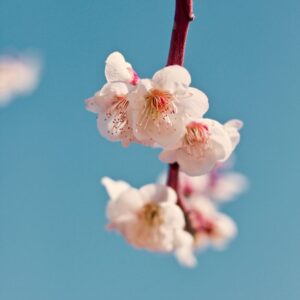 A branch with blooming white flowers against a bright blue sky, capturing the essence of spring's arrival.