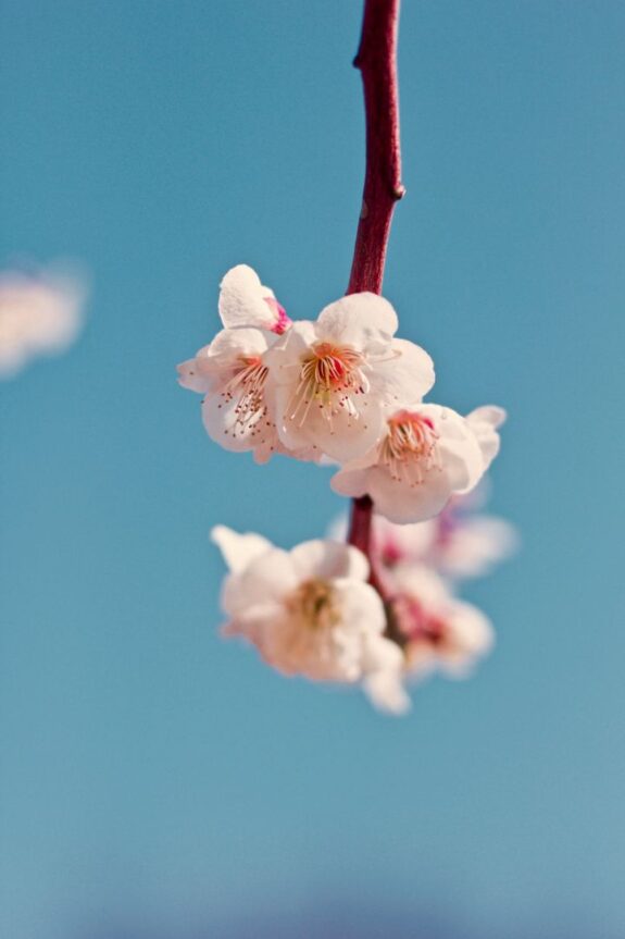A branch with blooming white flowers against a bright blue sky, capturing the essence of spring's arrival.