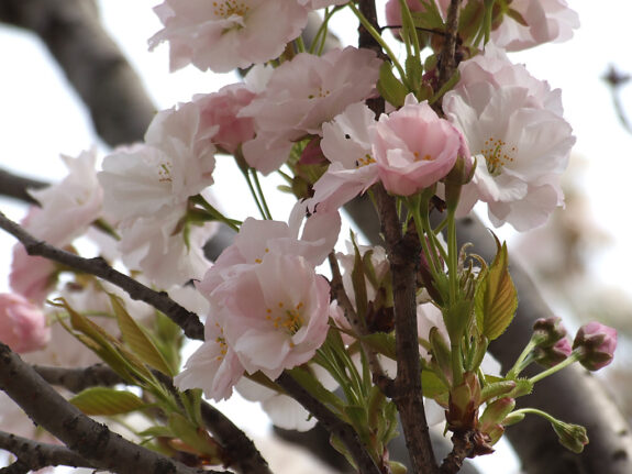 A close-up shot showcases delicate pink and white cherry blossoms blooming on a tree branch, with emerging green leaves and buds adding to the spring scene.