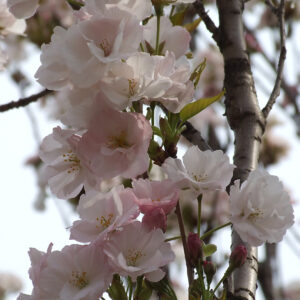 This image showcases a close-up view of delicate, pale pink and white cherry blossoms in full bloom, clustered along a tree branch with new buds and fresh green leaves.