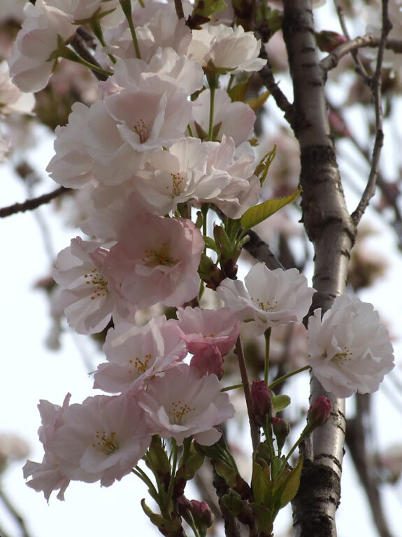 This image showcases a close-up view of delicate, pale pink and white cherry blossoms in full bloom, clustered along a tree branch with new buds and fresh green leaves.