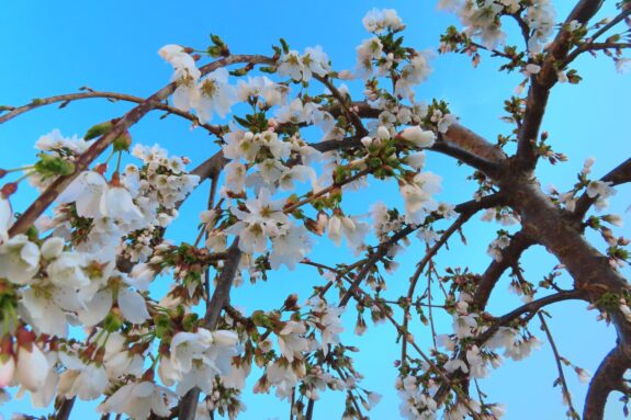 A low-angle shot captures a tree in full bloom with white flowers against a bright blue sky.