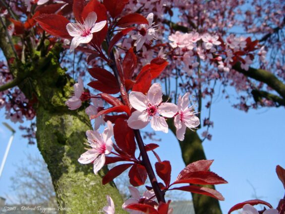 A vibrant burst of light pink blossoms and dark red leaves adorn a tree branch against a bright blue sky.